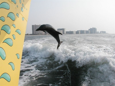 Florida Beach condo Rentals on Clearwater Beach