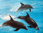 Wild dolphins are abundant when the water temp is above 70 degrees